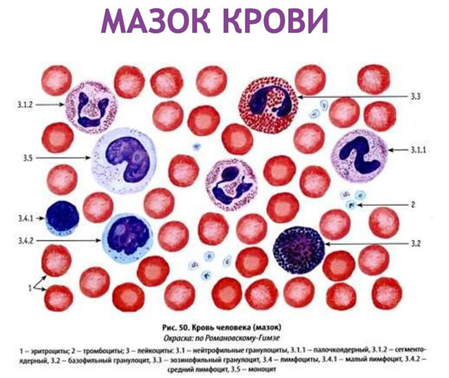 Расшифровка анализа крови